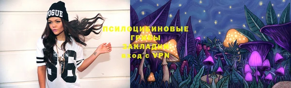 прущие грибы Богданович
